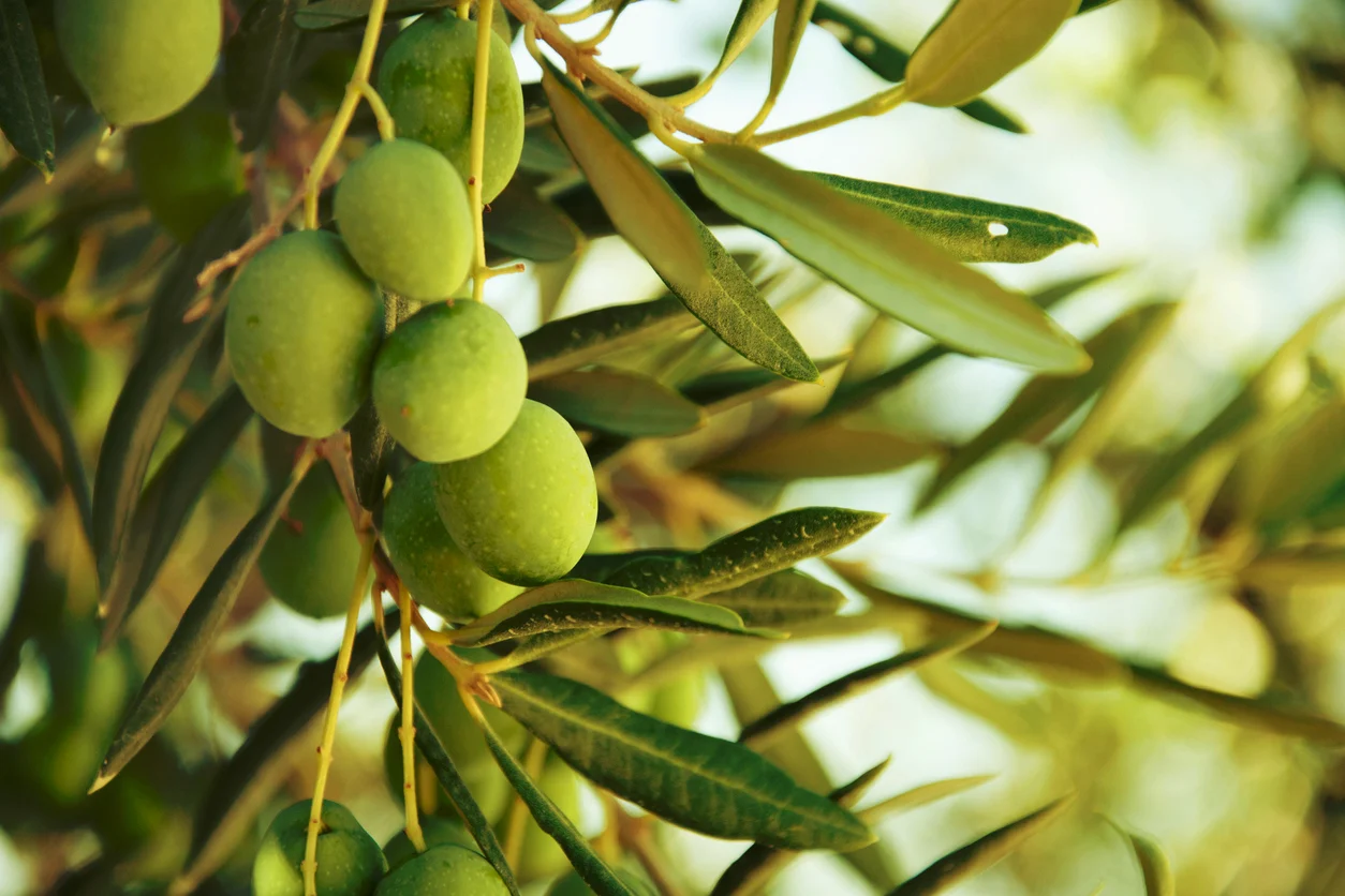 Oliven_Baum