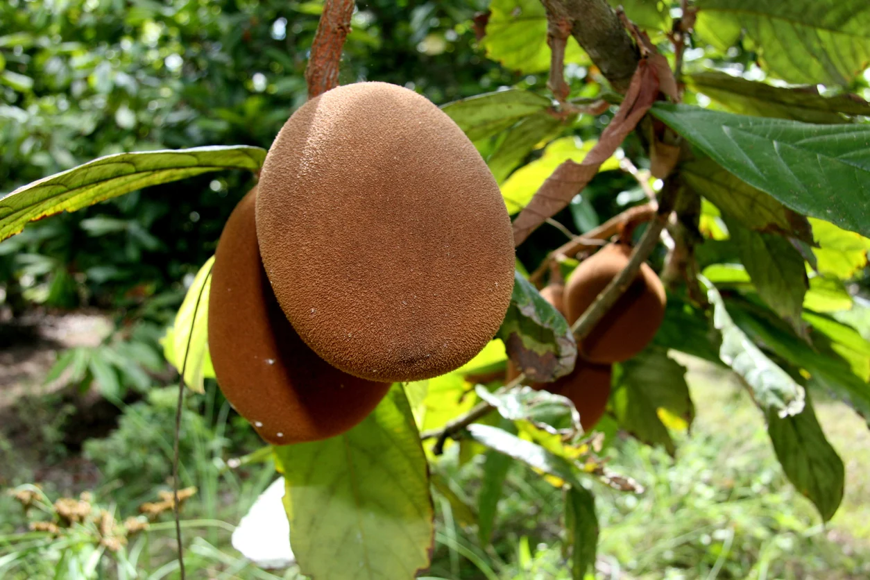 Cupuacu_Baum