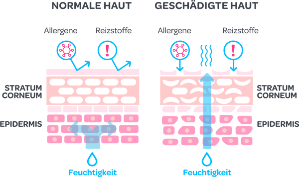 Aufbau der Hautschichten Aufbau der Hautschichten