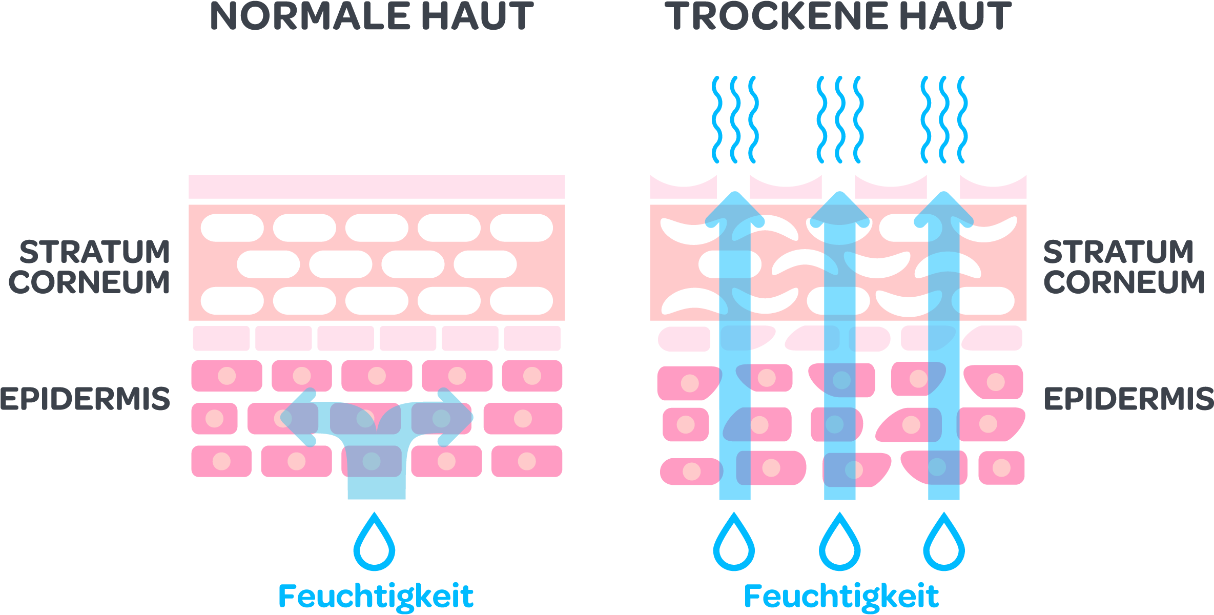 RZ_Mavena_Grafik_TrockeneHaut_RGB