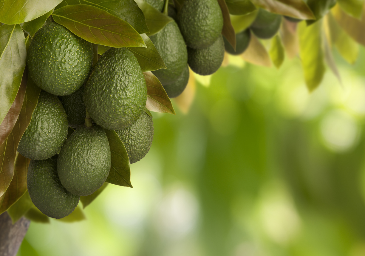 Avocado Baum iStock-157614118