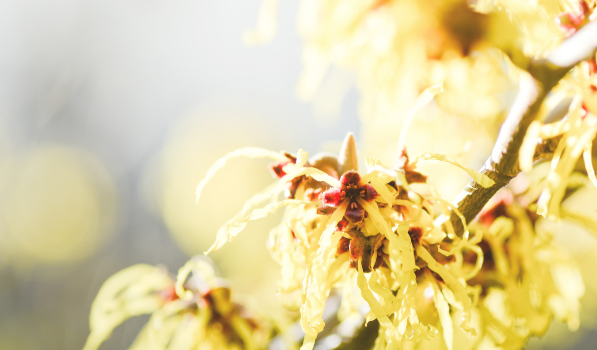 Mavena_Hamamelis_Erfahrungsbericht